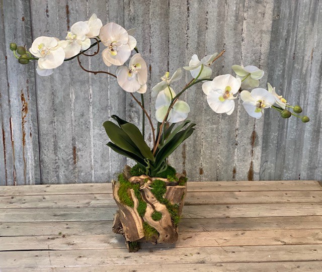 Grape Vine Orchid Medium